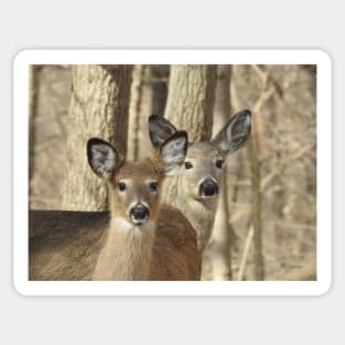 Whitetail deer, doe and babe, wildlife photography Sticker